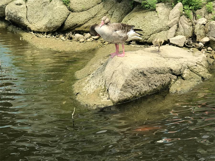 天鵝湖風(fēng)景區(qū)（泰山）速覽！(圖15)